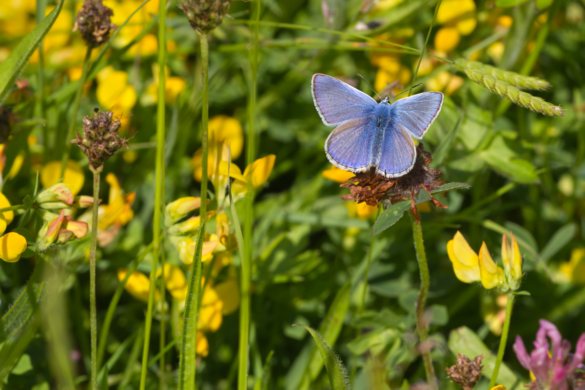 Common Blue 9